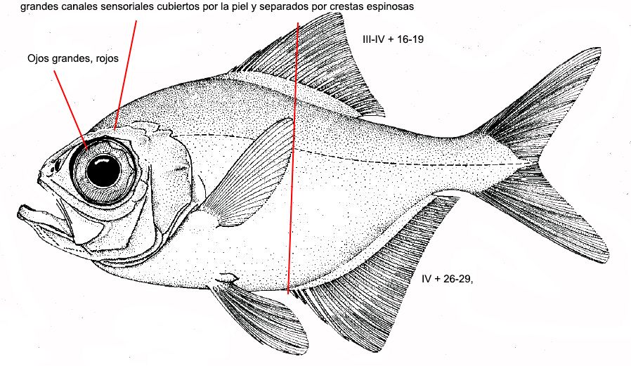 Beryx decadactylus_01.jpg